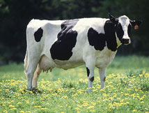 vache
