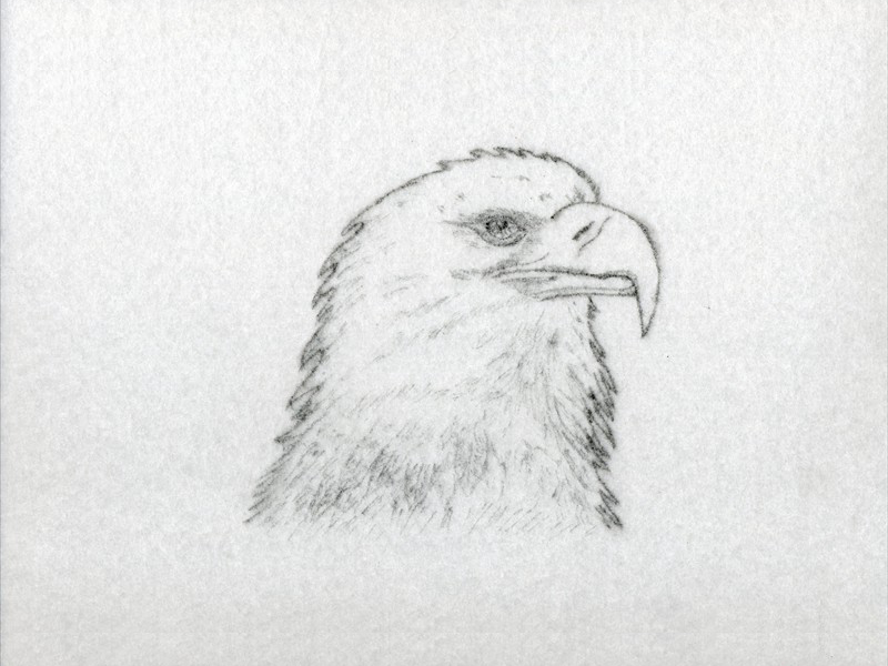 tete aigle sur feutrine